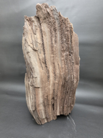 Versteend hout van de sequoia boom of mammoetboom, Duitsland