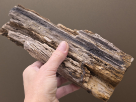 Versteend hout uit Indonesië