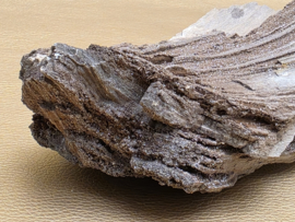 Versteend hout van de sequoia boom of mammoetboom, Duitsland