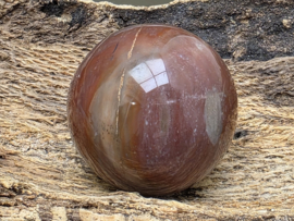 Versteend hout bol