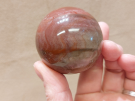 Versteend hout bol