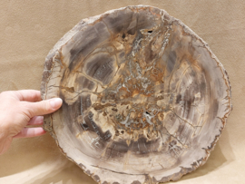 Versteend hout schijf