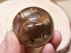 Versteend hout bol