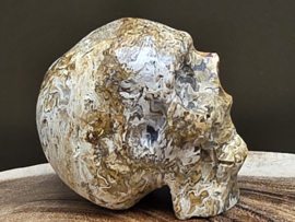 Fossiel koraal human skull