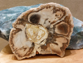 Versteend hout schijf