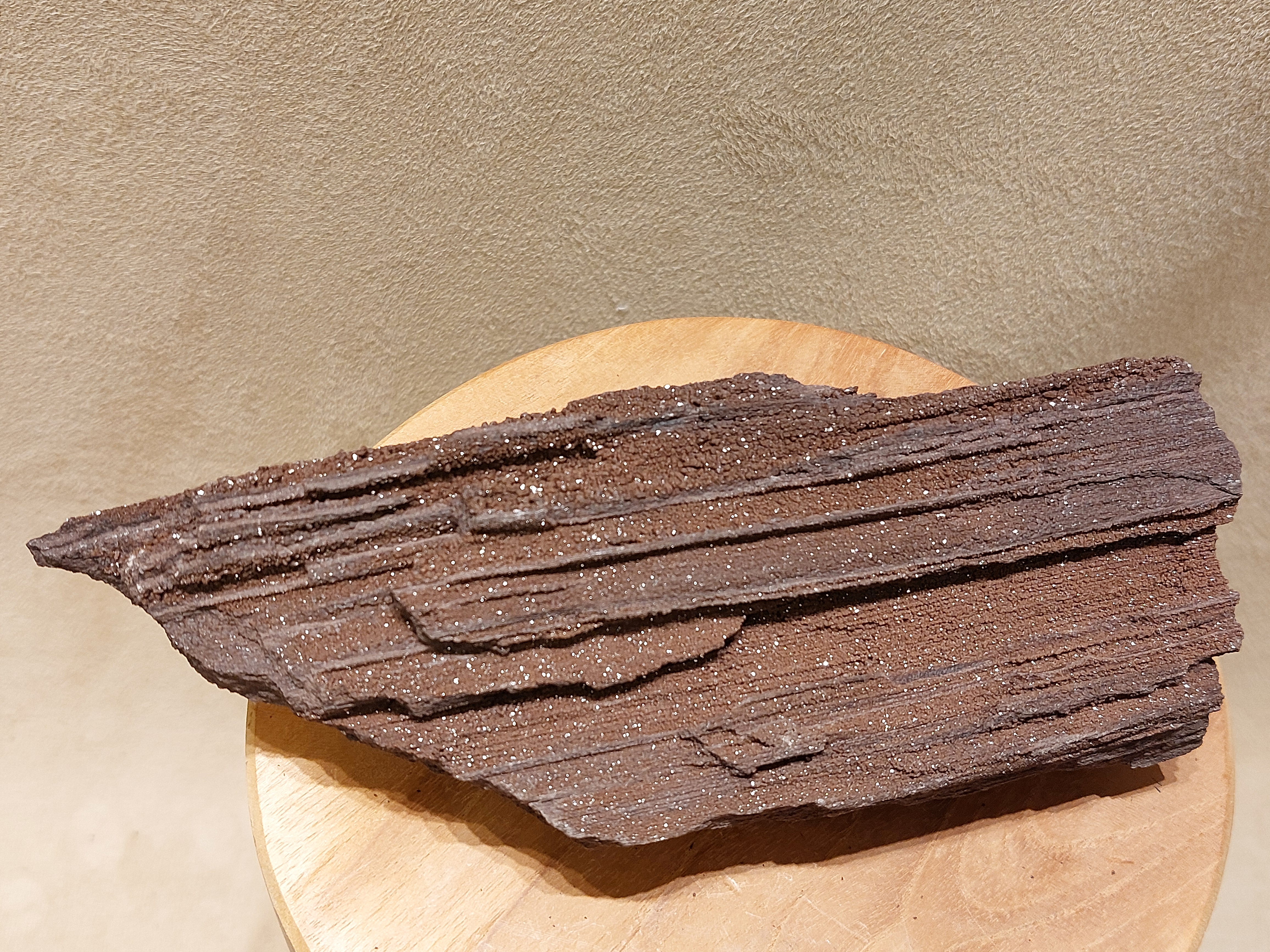Versteend hout van de sequoia boom of mammoetboom, Duitsland
