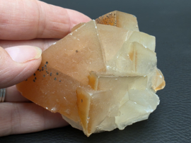 Mariposa calciet uit Mexico
