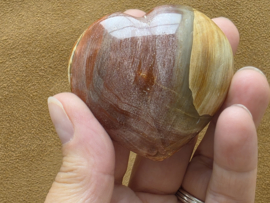 Versteend hout hart