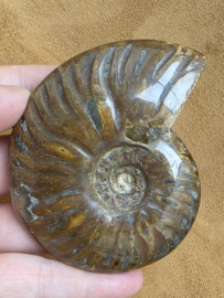 Ammoniet