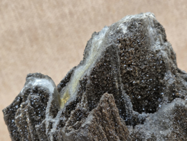 Versteend hout van de sequoia boom of mammoetboom, Duitsland