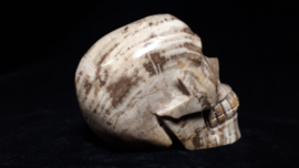 Versteend hout human skull