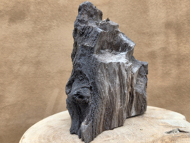 Versteend hout van de sequoia boom of mammoetboom, Duitsland