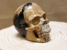 Versteend palmwortel human skull
