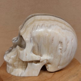 Zebra calciet human skull