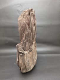 Versteend hout van de sequoia boom of mammoetboom, Duitsland