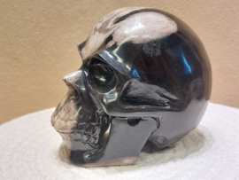 Versteend hout human skull