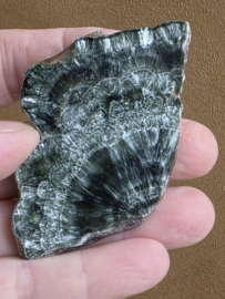 Serafiniet plak/schijf