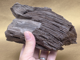 Versteend hout van de sequoia boom of mammoetboom, Duitsland