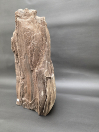 Versteend hout van de sequoia boom of mammoetboom, Duitsland