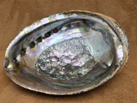 Abalone schelp groot