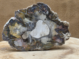 Versteend hout schijf