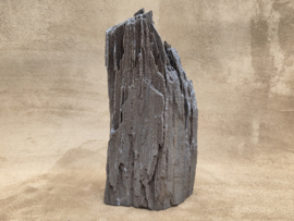 Versteend hout van de sequoia boom of mammoetboom, Duitsland