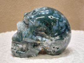 Mosagaat human skull