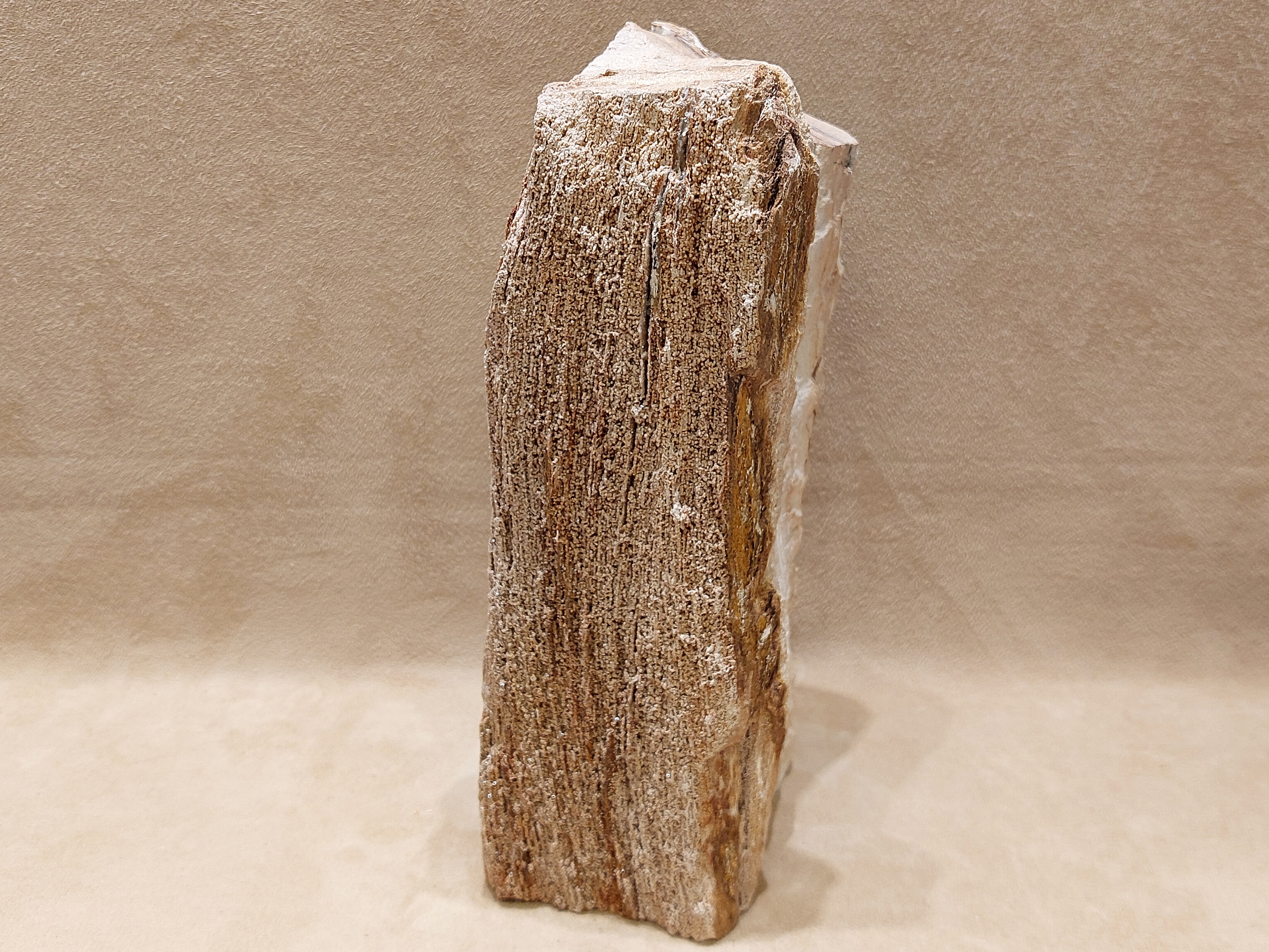 Versteend hout uit Indonesië