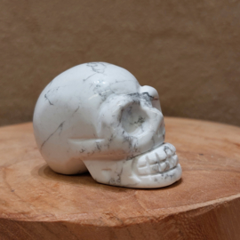 Howliet human skull