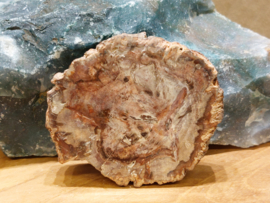 Versteend hout schijf