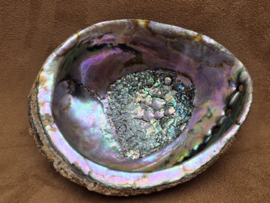 Abalone schelp groot