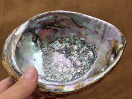 Abalone schelp groot