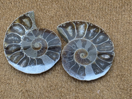 Ammoniet set