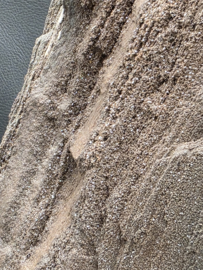 Versteend hout van de sequoia boom of mammoetboom, Duitsland