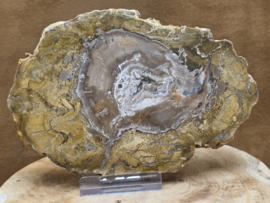 Versteend hout schijf
