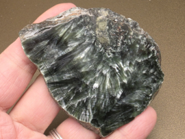 Serafiniet plak/schijf