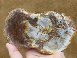 Versteend hout schijf