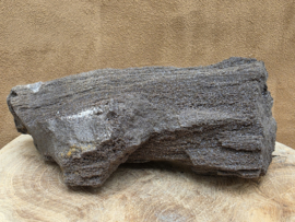 Versteend hout van de sequoia boom of mammoetboom, Duitsland