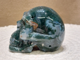 Mosagaat human skull
