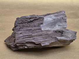 Versteend hout van de sequoia boom of mammoetboom, Duitsland