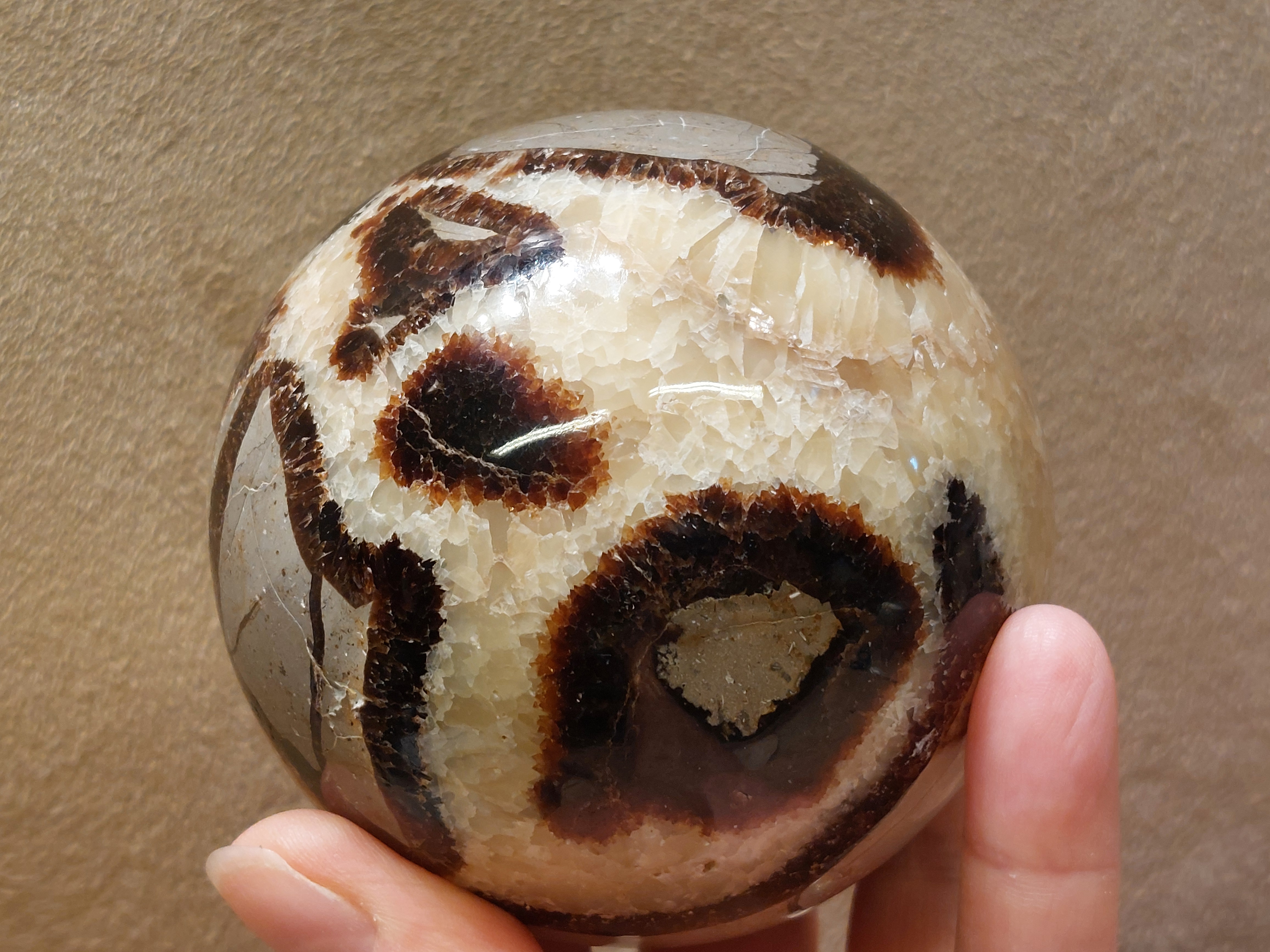 Septarie bol
