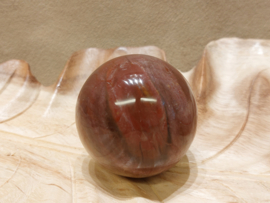 Versteend hout bol