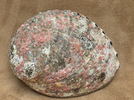 Abalone schelp groot