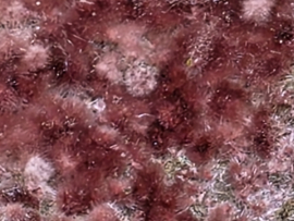 Erytriet cluster amorfe groeivorm