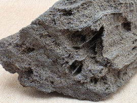 Versteend hout van de sequoia boom of mammoetboom, Duitsland