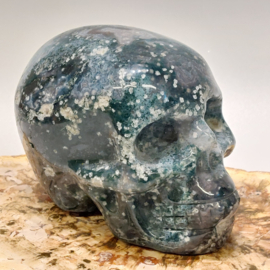 Mosagaat human skull