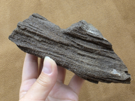 Versteend hout van de sequoia boom of mammoetboom, Duitsland