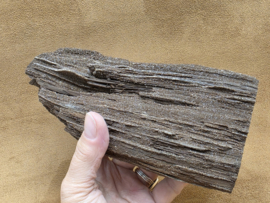 Versteend hout van de sequoia boom of mammoetboom, Duitsland