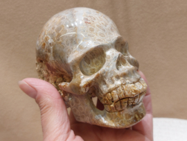 Fossiel koraal human skull