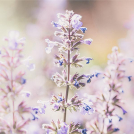 Lavendel Bulgarije